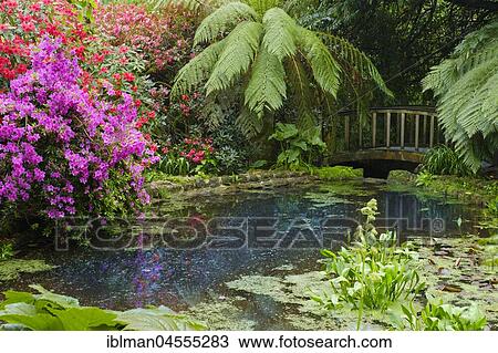 Pond with flowering rhododendrons and tree fern, Trengwainton Garden, near Penzance, Cornwall, England, Great Britain View Large Photo Image Stock Image - Pond with flowering rhododendrons and tree fern, Trengwainton Garden, near Penzance, Cornwall, England, Great Britain. Fotosearch