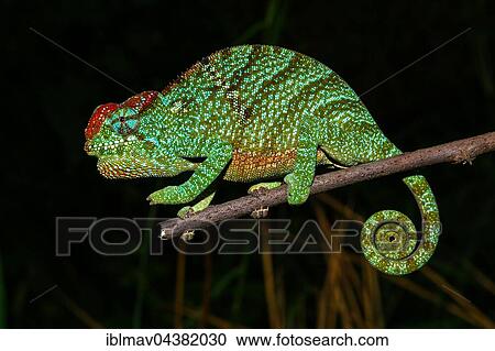 Pregnant female two-horned chameleon (Furcifer bifidus), Andasibe-Mantadia National Park, Alaotra-Mangoro, Madagascar, Africa View Large Photo Image Stock Image - Pregnant female two-horned chameleon (Furcifer bifidus), Andasibe-Mantadia National Park, Alaotra-Mangoro, Madagascar, Africa. Fotosearch