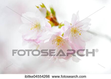Prunus serrulata (Prunus serrulata), branch with flowers, Baden-Württemberg, Germany, Europe View Large Photo Image Stock Photograph - Prunus serrulata (Prunus serrulata), branch with flowers, Baden-Württemberg, Germany, Europe. Fotosearch