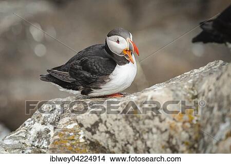 Puffin (Fratercula arctica) on rock, island of Flatey, Flatey, West fjords, Iceland, Europe View Large Photo Image Picture - Puffin (Fratercula arctica) on rock, island of Flatey, Flatey, West fjords, Iceland, Europe. Fotosearch