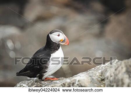 Puffin (Fratercula arctica) on rock, island of Flatey, Flatey, West fjords, Iceland, Europe View Large Photo Image Picture - Puffin (Fratercula arctica) on rock, island of Flatey, Flatey, West fjords, Iceland, Europe. Fotosearch