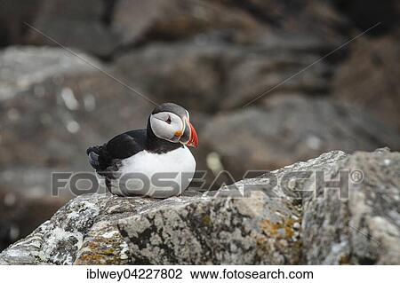 Puffin (Fratercula arctica) on rock, island of Flatey, Flatey, West fjords, Iceland, Europe View Large Photo Image Stock Image - Puffin (Fratercula arctica) on rock, island of Flatey, Flatey, West fjords, Iceland, Europe. Fotosearch