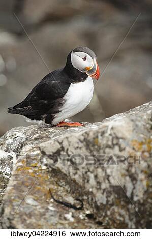 Puffin (Fratercula arctica) on rock, island of Flatey, Flatey, West fjords, Iceland, Europe View Large Photo Image Stock Photograph - Puffin (Fratercula arctica) on rock, island of Flatey, Flatey, West fjords, Iceland, Europe. Fotosearch