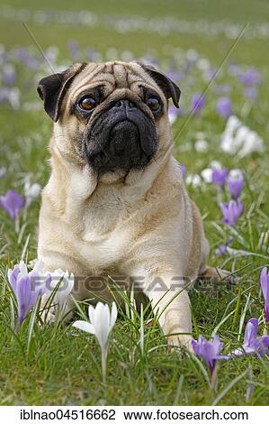 Pug in meadow with crocuses, Schleswig-Holstein, Germany, Europe View Large Photo Image Stock Image - Pug in meadow with crocuses, Schleswig-Holstein, Germany, Europe. Fotosearch