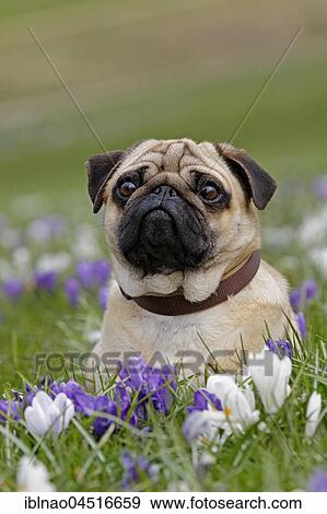 Pug in meadow with crocuses, Schleswig-Holstein, Germany, Europe View Large Photo Image Stock Photo - Pug in meadow with crocuses, Schleswig-Holstein, Germany, Europe. Fotosearch