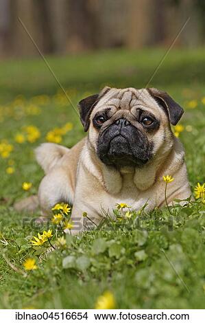 Pug in wild flower meadow, Schleswig-Holstein, Germany, Europe View Large Photo Image Picture - Pug in wild flower meadow, Schleswig-Holstein, Germany, Europe. Fotosearch