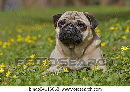 Pug in wild flower meadow, Schleswig-Holstein, Germany, Europe View Large Photo Image Stock Image - Pug in wild flower meadow, Schleswig-Holstein, Germany, Europe. Fotosearch