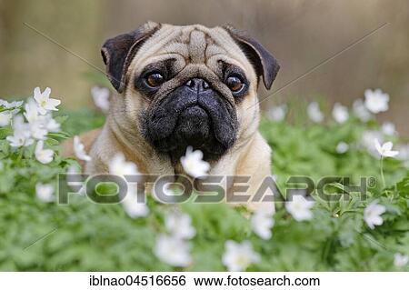 Pug lying in meadow with wood anemones, Schleswig-Holstein, Germany, Europe View Large Photo Image Stock Photograph - Pug lying in meadow with wood anemones, Schleswig-Holstein, Germany, Europe. Fotosearch