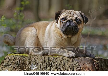 Pug lying on tree trunk, Schleswig-Holstein, Germany, Europe View Large Photo Image Stock Image - Pug lying on tree trunk, Schleswig-Holstein, Germany, Europe. Fotosearch