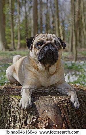 Pug lying on tree trunk, Schleswig-Holstein, Germany, Europe View Large Photo Image Stock Photography - Pug lying on tree trunk, Schleswig-Holstein, Germany, Europe. Fotosearch