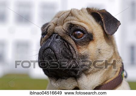 Pug, Portrait, Schleswig-Holstein, Germany, Europe View Large Photo Image Stock Photo - Pug, Portrait, Schleswig-Holstein, Germany, Europe. Fotosearch