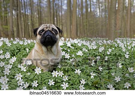 Pug sitting in meadow with wood anemones, Schleswig-Holstein, Germany, Europe View Large Photo Image Stock Image - Pug sitting in meadow with wood anemones, Schleswig-Holstein, Germany, Europe. Fotosearch