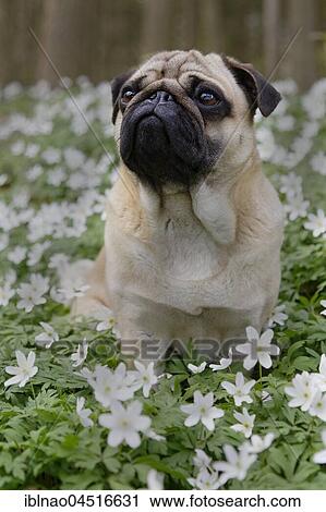 Pug sitting in meadow with wood anemones, Schleswig-Holstein, Germany, Europe View Large Photo Image Stock Image - Pug sitting in meadow with wood anemones, Schleswig-Holstein, Germany, Europe. Fotosearch