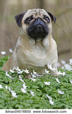 Pug sitting in meadow with wood anemones, Schleswig-Holstein, Germany, Europe View Large Photo Image Stock Photography - Pug sitting in meadow with wood anemones, Schleswig-Holstein, Germany, Europe. Fotosearch