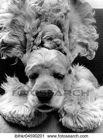 Stock Image - Puppy hides between mother's ears, England, Great Britain. Fotosearch