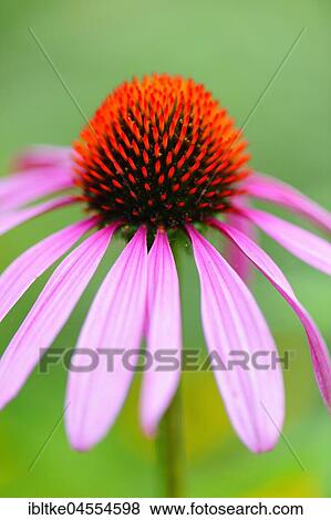 purple cone flower (Echinacea purpurea) View Large Photo Image Stock Photo - purple cone flower (Echinacea purpurea). Fotosearch