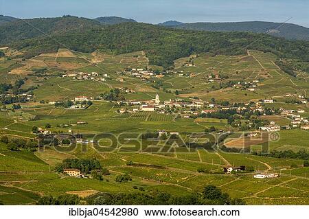 Quincié-en-Beaujolais village, Beaujolais vineyard, Rhone, Region Auvergne-Rhône-Alpes, France, Europe View Large Photo Image Stock Image - Quincié-en-Beaujolais village, Beaujolais vineyard, Rhone, Region Auvergne-Rhône-Alpes, France, Europe. Fotosearch