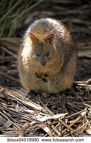 Quokka, (Setonix brachyrus), adult watchful, captive, Australia, Oceania View Large Photo Image Stock Image - Quokka, (Setonix brachyrus), adult watchful, captive, Australia, Oceania. Fotosearch