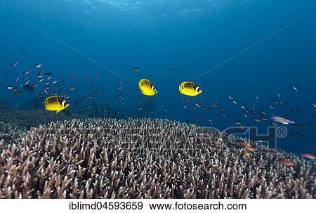 Raccoon butterflyfish (Chaetodon lunula), Nusa Lembongan, Bali, Indonesia, Asia View Large Photo Image Stock Photo - Raccoon butterflyfish (Chaetodon lunula), Nusa Lembongan, Bali, Indonesia, Asia. Fotosearch