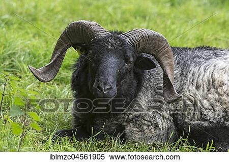 Ram in grass, Mecklenburg-Western Pomerania, Germany, Europe View Large Photo Image Stock Photography - Ram in grass, Mecklenburg-Western Pomerania, Germany, Europe. Fotosearch