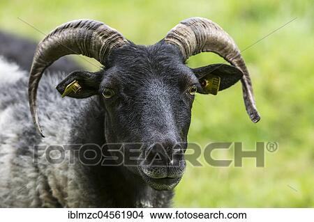 Ram, portrait, Mecklenburg-Western Pomerania, Germany, Europe View Large Photo Image Picture - Ram, portrait, Mecklenburg-Western Pomerania, Germany, Europe. Fotosearch