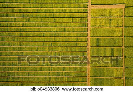 Rape field with divisions for test sowing, agriculture, agriculture field, agriculture test field, seed optimization, yellow rape field in green farmland, aerial photo, Soest, Soesterbörde, North Rhine-Westphalia, Germany, Europe View Large Photo Image Stock Photograph - Rape field with divisions for test sowing, agriculture, agriculture field, agriculture test field, seed optimization, yellow rape field in green farmland, aerial photo, Soest, Soesterbörde, North Rhine-Westphalia, Germany, Europe. Fotosearch