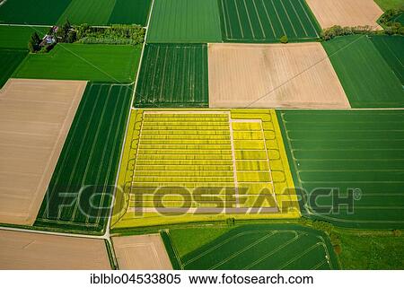 Rape field with divisions for test sowing, agriculture, agriculture field, agriculture test field, seed optimization, yellow rape field in green farmland, aerial photo, Soest, Soesterbörde, North Rhine-Westphalia, Germany, Europe View Large Photo Image Stock Photography - Rape field with divisions for test sowing, agriculture, agriculture field, agriculture test field, seed optimization, yellow rape field in green farmland, aerial photo, Soest, Soesterbörde, North Rhine-Westphalia, Germany, Europe. Fotosearch