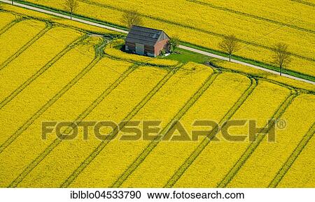 Rape fields on the city boundaries between Rüthen, Warstein-Belecke and Anröchte, agriculture, old barn, fields, meadows, farmland, aerial photo, Rüthen, Sauerland, North Rhine-Westphalia, Germany, Europe View Large Photo Image Stock Image - Rape fields on the city boundaries between Rüthen, Warstein-Belecke and Anröchte, agriculture, old barn, fields, meadows, farmland, aerial photo, Rüthen, Sauerland, North Rhine-Westphalia, Germany, Europe. Fotosearch