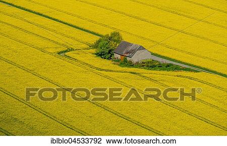 Rape fields on the city boundaries between Rüthen, Warstein-Belecke and Anröchte, agriculture, old barn, fields, meadows, farmland, aerial photo, Rüthen, Sauerland, North Rhine-Westphalia, Germany, Europe View Large Photo Image Stock Image - Rape fields on the city boundaries between Rüthen, Warstein-Belecke and Anröchte, agriculture, old barn, fields, meadows, farmland, aerial photo, Rüthen, Sauerland, North Rhine-Westphalia, Germany, Europe. Fotosearch