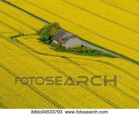 Rape fields on the city boundaries between Rüthen, Warstein-Belecke and Anröchte, agriculture, old barn, fields, meadows, farmland, aerial photo, Rüthen, Sauerland, North Rhine-Westphalia, Germany, Europe View Large Photo Image Stock Image - Rape fields on the city boundaries between Rüthen, Warstein-Belecke and Anröchte, agriculture, old barn, fields, meadows, farmland, aerial photo, Rüthen, Sauerland, North Rhine-Westphalia, Germany, Europe. Fotosearch