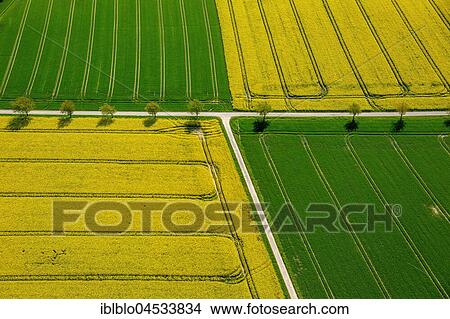 Picture - Rape fields on the city boundary between Warstein-Belecke and Anröchte-Erwitte, green grain fields, yellow rape fields, agriculture, aerial photo, Warstein, Sauerland, North Rhine-Westphalia, Germany, Europe. Fotosearch