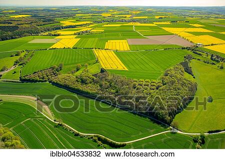 Stock Image - Rape fields on the city boundary between Warstein-Belecke and Anröchte-Erwitte, green grain fields, yellow rape fields, agriculture, Warstein, Sauerland, North Rhine-Westphalia, Germany, Europe. Fotosearch
