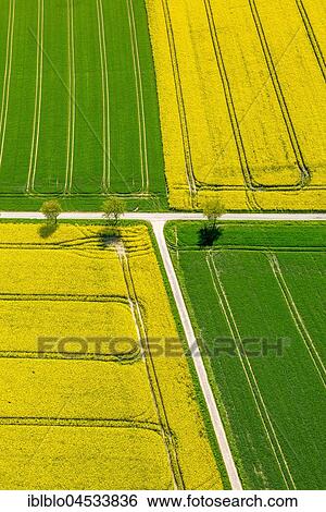 Rape fields on the city boundary between Warstein-Belecke and Anröchte-Erwitte, green grain fields, yellow rape fields, agriculture, aerial photo, Warstein, Sauerland, North Rhine-Westphalia, Germany, Europe View Large Photo Image Stock Photograph - Rape fields on the city boundary between Warstein-Belecke and Anröchte-Erwitte, green grain fields, yellow rape fields, agriculture, aerial photo, Warstein, Sauerland, North Rhine-Westphalia, Germany, Europe. Fotosearch