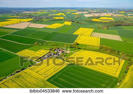 Rape fields on the city boundary between Warstein-Belecke and Anröchte-Erwitte, green cornfields, yellow rape fields, agriculture, aerial photo, Warstein, Sauerland, North Rhine-Westphalia, Germany, Europe View Large Photo Image Stock Photograph - Rape fields on the city boundary between Warstein-Belecke and Anröchte-Erwitte, green cornfields, yellow rape fields, agriculture, aerial photo, Warstein, Sauerland, North Rhine-Westphalia, Germany, Europe. Fotosearch