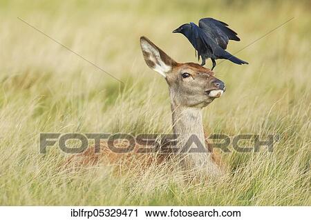 Stock Image - Red deer and jackdaw, Cervus elaphus, Corvus monedula, Richmond Park, London, England, Great Britain. Fotosearch