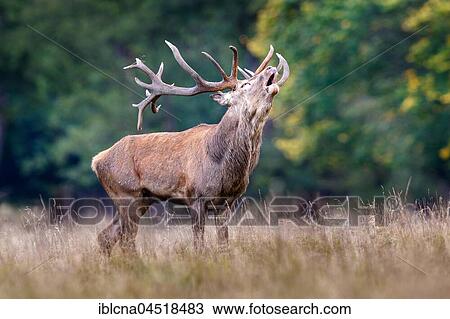 Red deer (Cervus elaphus), belling, rutting season, Denmark, Europe View Large Photo Image Stock Image - Red deer (Cervus elaphus), belling, rutting season, Denmark, Europe. Fotosearch