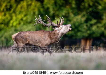 Stock Image - Red deer (Cervus elaphus), belling, rutting season, Denmark, Europe. Fotosearch