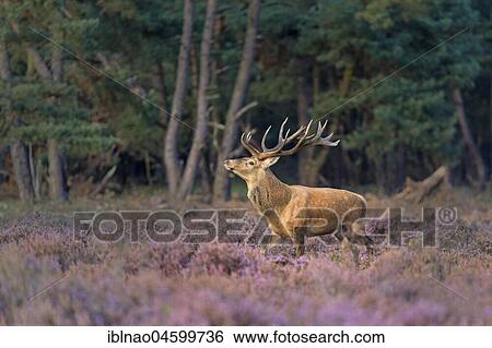 Red deer (Cervus elaphus) between Heathers (Calluna vulgaris) at the edge of the forest, rutting season, Hoge Veluwe National Park, Gelderland, Netherlands View Large Photo Image Stock Photograph - Red deer (Cervus elaphus) between Heathers (Calluna vulgaris) at the edge of the forest, rutting season, Hoge Veluwe National Park, Gelderland, Netherlands. Fotosearch