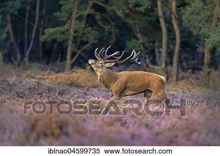 Red deer (Cervus elaphus) between Heathers (Calluna vulgaris) at the edge of the forest, rutting season, Hoge Veluwe National Park, Gelderland, Netherlands View Large Photo Image Stock Photography - Red deer (Cervus elaphus) between Heathers (Calluna vulgaris) at the edge of the forest, rutting season, Hoge Veluwe National Park, Gelderland, Netherlands. Fotosearch