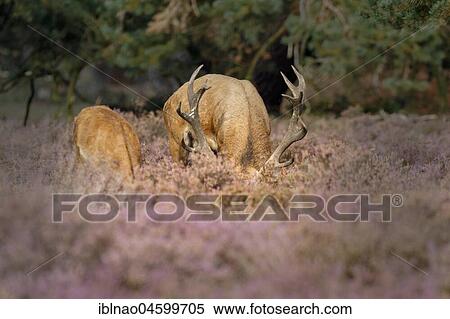 Red deer (Cervus elaphus), couple with head hidden in the Heathers (Calluna vulgaris), Hoge Veluwe National Park, Gelderland, Netherlands View Large Photo Image Stock Photography - Red deer (Cervus elaphus), couple with head hidden in the Heathers (Calluna vulgaris), Hoge Veluwe National Park, Gelderland, Netherlands. Fotosearch