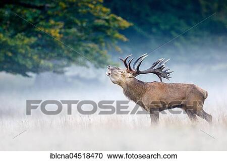 Stock Image - Red deer (Cervus elaphus), in morning fog, belling, rutting season, Denmark, Europe. Fotosearch