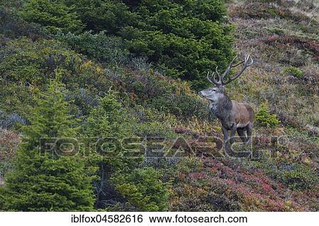 Red deer (Cervus elaphus) on a mountain slope in autumn, Tyrol, Austria, Europe View Large Photo Image Stock Photograph - Red deer (Cervus elaphus) on a mountain slope in autumn, Tyrol, Austria, Europe. Fotosearch