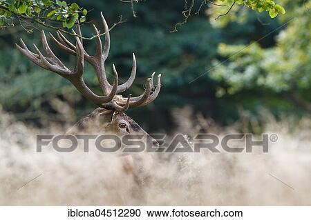Stock Image - Red deer (Cervus elaphus), portrait, side, rutting season, Denmark, Europe. Fotosearch
