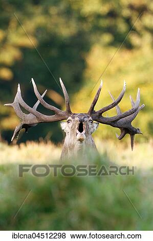 Stock Photo - Red deer (Cervus elaphus), portrait, belling, rutting season, Denmark, Europe. Fotosearch