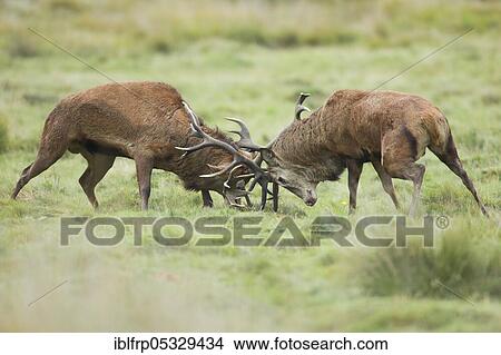 Red deer, Cervus elaphus, Richmond Park, London, England, Great Britain View Large Photo Image Picture - Red deer, Cervus elaphus, Richmond Park, London, England, Great Britain. Fotosearch
