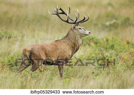 Red deer, Cervus elaphus, Richmond Park, London, England, Great Britain View Large Photo Image Stock Image - Red deer, Cervus elaphus, Richmond Park, London, England, Great Britain. Fotosearch