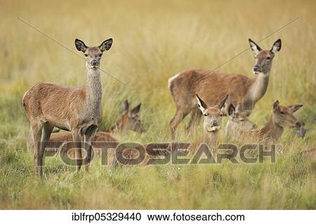 Stock Image - Red deer, Cervus elaphus, Richmond Park, London, England, Great Britain. Fotosearch