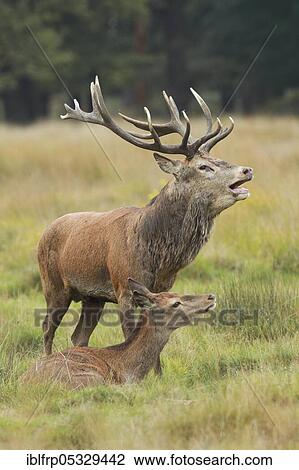 Red deer, Cervus elaphus, Richmond Park, London, England, Great Britain View Large Photo Image Stock Image - Red deer, Cervus elaphus, Richmond Park, London, England, Great Britain. Fotosearch