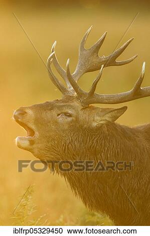 Stock Image - Red deer, Cervus elaphus, Richmond Park, London, England, Great Britain. Fotosearch