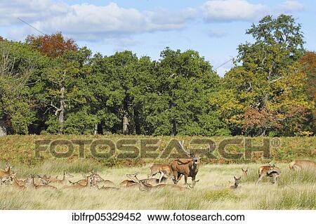 Stock Image - Red deer, Cervus elaphus, Richmond Park, London, England, Great Britain. Fotosearch